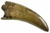 Serrated, Tyrannosaur (Nanotyrannus) Tooth - Montana #378499-1